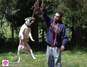 Ryan — Off Leash K9 Training of Salem